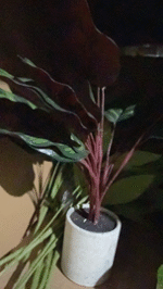 עלה טווס 18 עלים + עציץ נייר