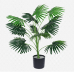 עציץ דקל מניפה 70 ס"מ