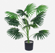 עציץ דקל מניפה 70 ס"מ