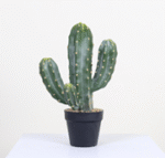 נוף עמוד קקטוס עמעום ארבעה ראשים 45 ס"מ (MY1920)