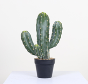 נוף עמוד קקטוס עמעום ארבעה ראשים 45 ס"מ (MY1920)