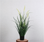 זנב חתול לבן 90 ס"מ-1924