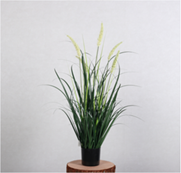 זנב חתול לבן 90 ס"מ-1924