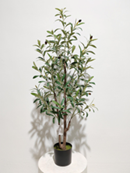 עץ זית 1.2 מטר SP2001-120