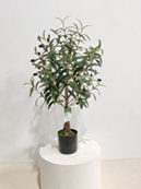 עץ זית צפוף 0.7 מטר SP2007-70