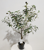 עץ זית 0.9 מטר SP2046-90