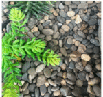 אבני חלוקי נחל צבעוניות 20 ק"ג/שק