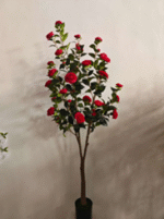 שיח ורדים - אדום, 60cm