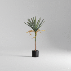 דרצנה הולנדית