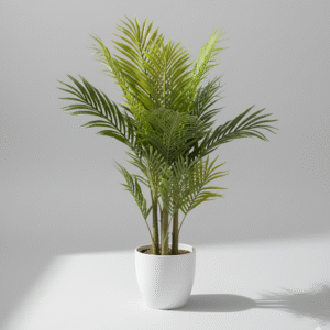 דקל ללא עציץ