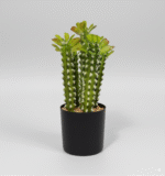 קקטוס משונן עם עציץ (4 שורשים 30 ס"מ, שורש אחד 35 ס"מ) (ייסדר שתילה)