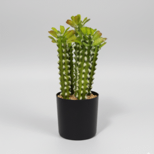 קקטוס משונן עם עציץ (4 שורשים 30 ס"מ, שורש אחד 35 ס"מ) (ייסדר שתילה)