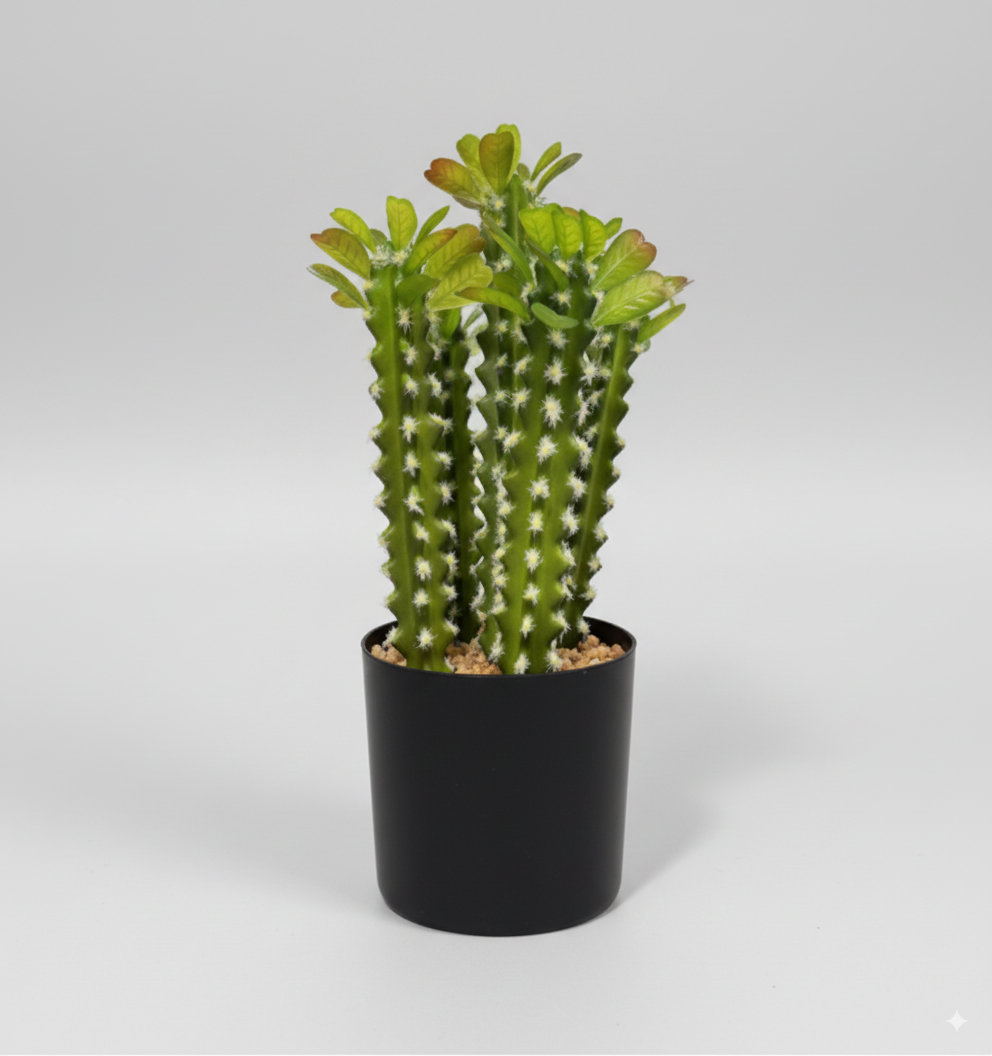 קקטוס משונן עם עציץ (4 שורשים 30 ס"מ, שורש אחד 35 ס"מ) (ייסדר שתילה)