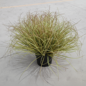 כדור עשב גדול - עשב לוע הארי (ירוק סתווי + קצה אדום)