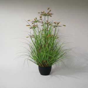 עציץ עשב זנב שועל