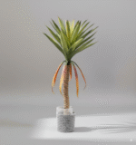 אגבה זנב חתול בהיר גזע יחיד 90 ס"מ