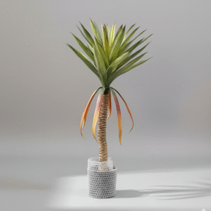 אגבה זנב חתול בהיר גזע יחיד 90 ס"מ