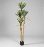 אגבה זנב חתול - 180cm