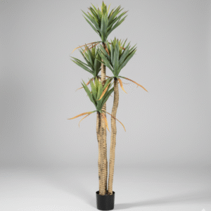 אגבה זנב חתול