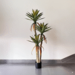 אגבה זנב חתול בהיר 3 גזעים 155 ס"מ