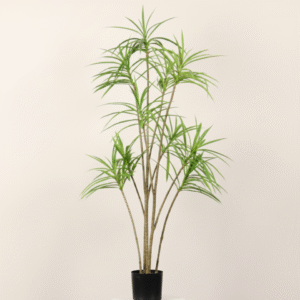 עץ אלף שנה 120 ס"מ