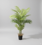 דקל מיני 90 ס"מ