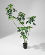 עץ שפלרה - 130cm