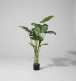 מונסטרה חדש (עם בסיס שחור) 120 ס"מ