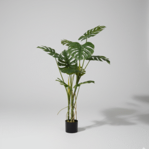 מונסטרה חדש (עם בסיס שחור) 120 ס"מ