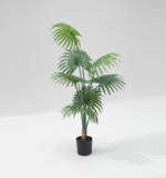 דקל מניפה 120 ס"מ