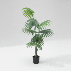 דקל מניפה 120 ס"מ