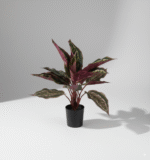 עציץ עלה טווס