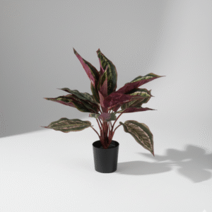 עציץ עלה טווס