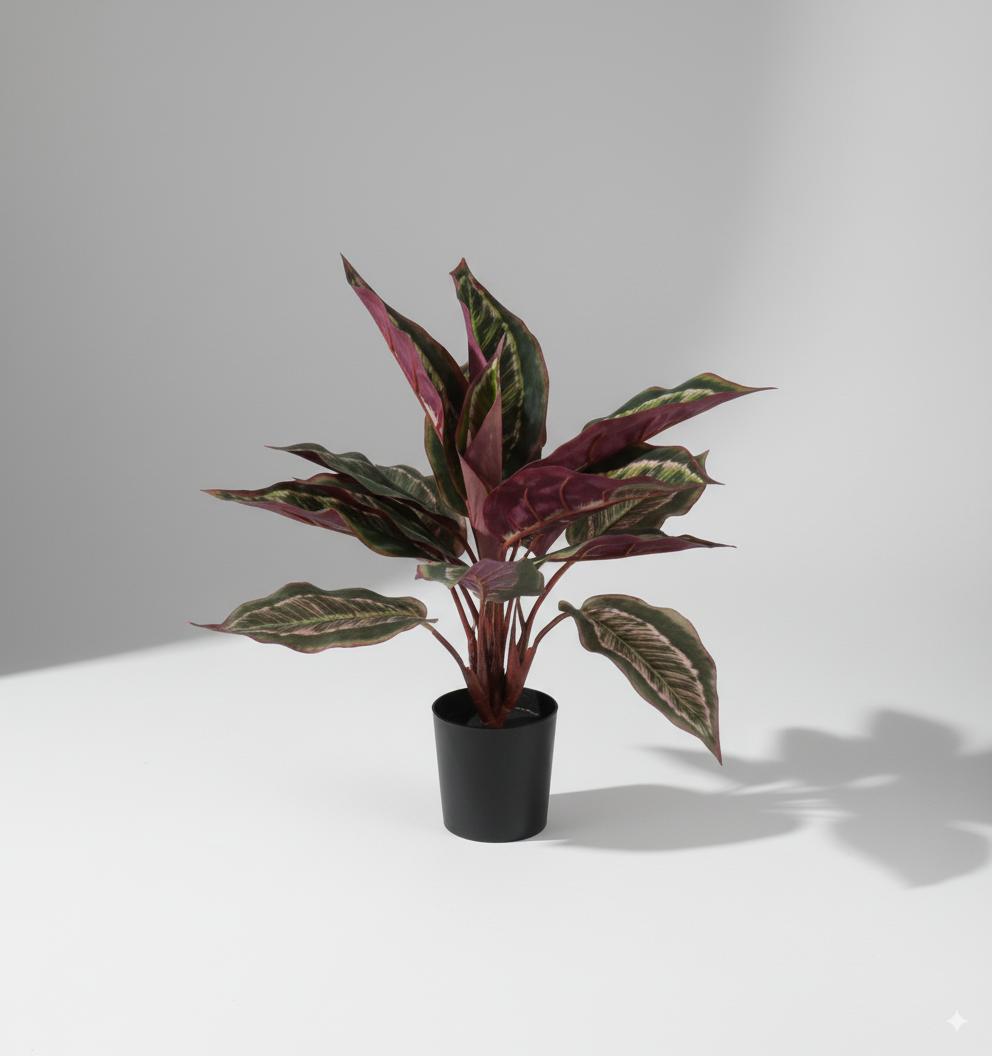 עציץ עלה טווס