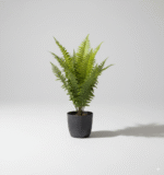 שרך זנב דג 50 ס"מ