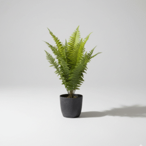 שרך זנב דג 50 ס"מ