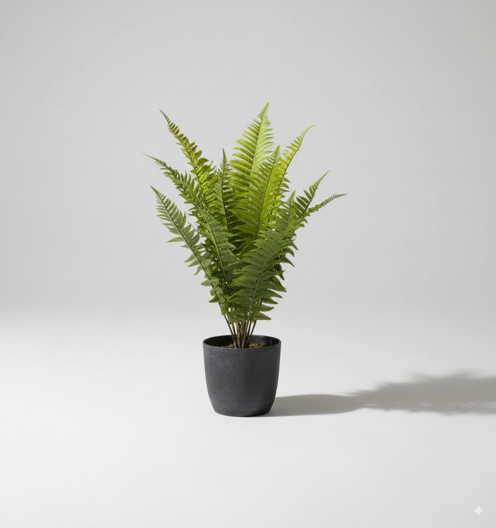 שרך זנב דג 50 ס"מ