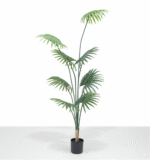 דקל מניפה 210 ס"מ