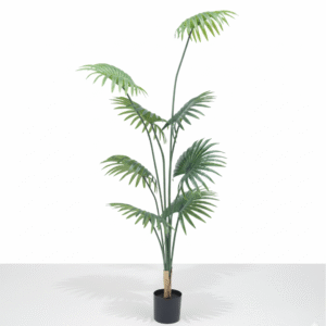 דקל מניפה 210 ס"מ