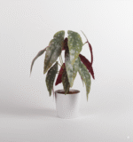 בגוניה סגולה מנוקדת 13 ראשים 35 ס"מ