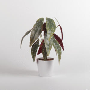 בגוניה סגולה מנוקדת 13 ראשים 35 ס"מ