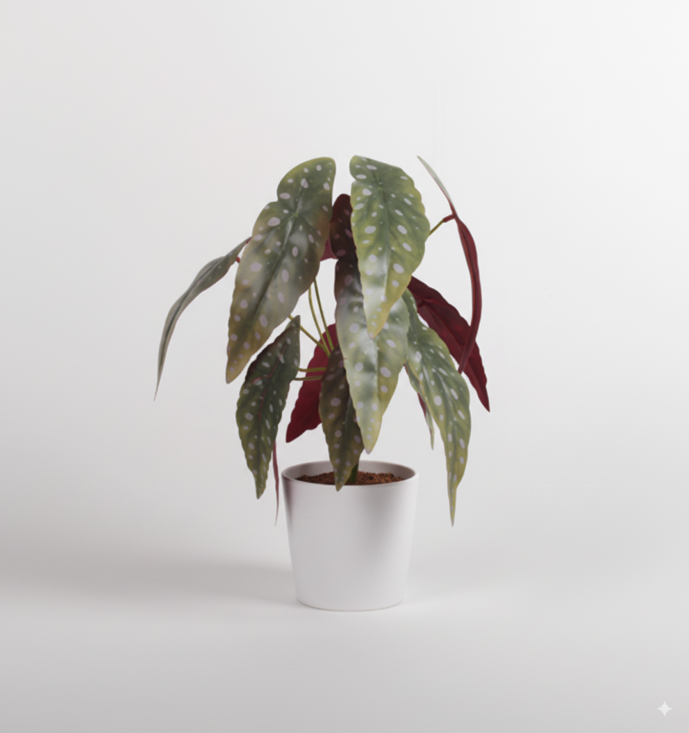 בגוניה סגולה מנוקדת 13 ראשים 35 ס"מ