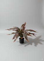 אגבה שפת אדומה