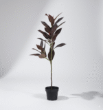 עציץ עץ גומי אדום 90 ס"מ