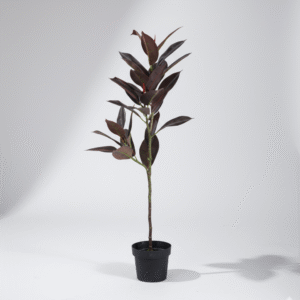 עציץ עץ גומי אדום 90 ס"מ