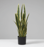 סנסווריה - 70cm