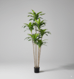 עציץ קטן עץ ברזיל 3 ראשים