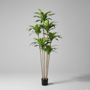 עציץ קטן עץ ברזיל 3 ראשים