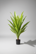 עציץ עץ ברזיל קטן 90 ס"מ