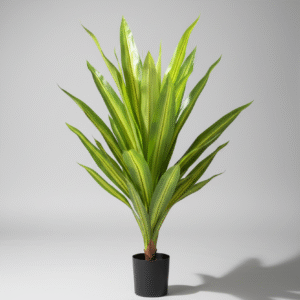 עציץ עץ ברזיל קטן 90 ס"מ